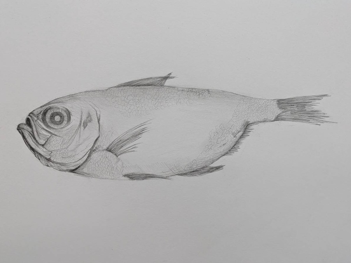 鱼(结构与质感研究)
